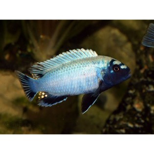 Pseudotropheus Sp. Polit, malawi, pyszczaki - 1 Pseudotropheus Sp. Polit, malawi, pyszczaki - 1