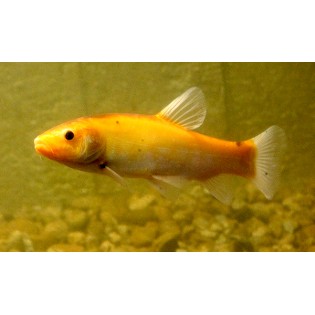 Złoty lin (Tinca tinca) 20-25 cm, oczko wodne - 1