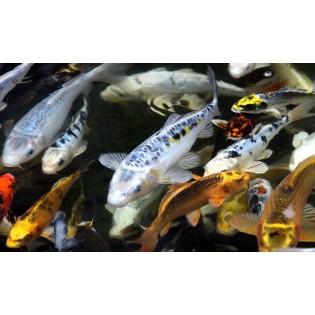 Karp Koi, 20-25 Cm Mix, Ryby, oczko wodne, - 3