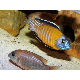 AULONOCARA STEVENI USISYA, malawi, pyszczaki - 1