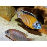 AULONOCARA STEVENI USISYA, malawi, pyszczaki - 1 AULONOCARA STEVENI USISYA, malawi, pyszczaki - 1