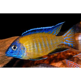 AULONOCARA STEVENI USISYA, malawi, pyszczaki - 2 AULONOCARA STEVENI USISYA, malawi, pyszczaki - 2