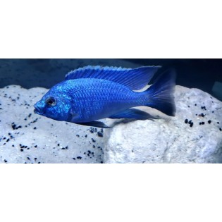 Copadichromis azureus, malawi, pyszczaki - 1
