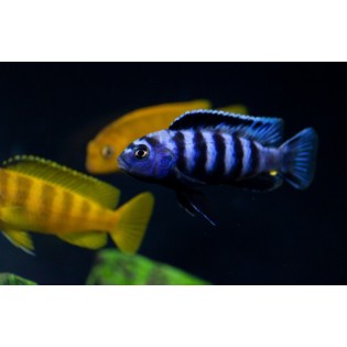 Pseudotropheus saulosi , pyszczaki, Malawi - 3