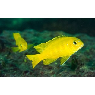 Pseudotropheus saulosi , pyszczaki, Malawi - 2 Pseudotropheus saulosi , pyszczaki, Malawi - 2