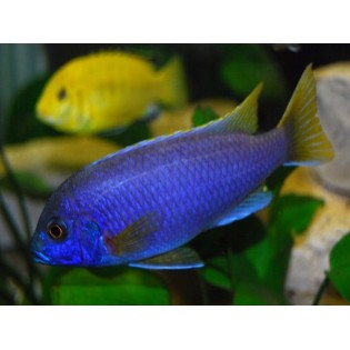 Pseudotropheus sp. acei luwala , pyszczaki, malawi - 2