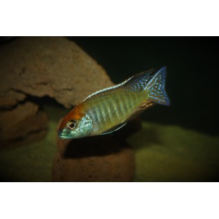 Lethrinops sp. "Red Cap" (Itungi), pyszczaki, Malawi - 1