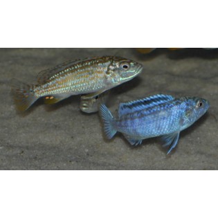 Melanochromis exasperatus, Malawi, pyszczaki - 2 Melanochromis exasperatus, Malawi, pyszczaki - 2