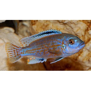 Melanochromis exasperatus, Malawi, pyszczaki - 1