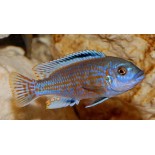 Melanochromis exasperatus, Malawi, pyszczaki - 1