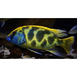 Nimbochromis venustus, Malawi, pyszczaki - 2