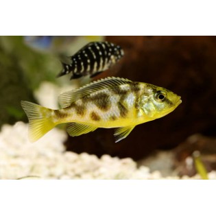 Nimbochromis venustus, Malawi, pyszczaki - 1 Nimbochromis venustus, Malawi, pyszczaki - 1