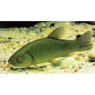 LIN – Tinca tinca 6-8 cm, ryby, oczko wodne - 1