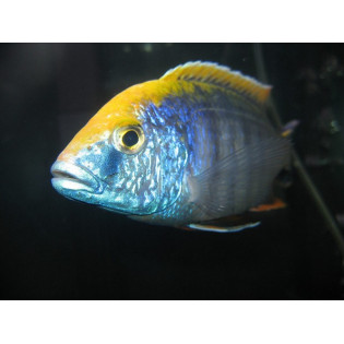PROTOMELAS SPILONOTUS MARA ROCKS, Malawi, pyszczaki - 2