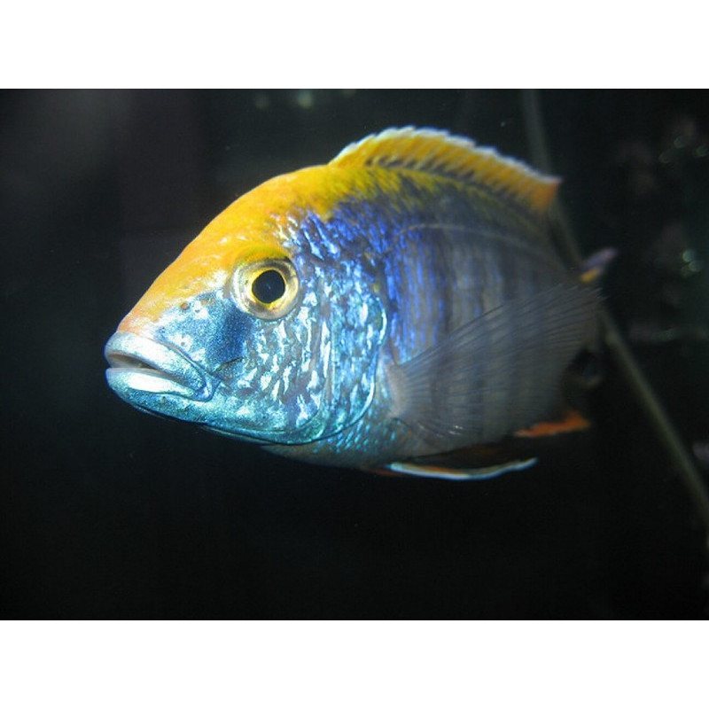 PROTOMELAS SPILONOTUS MARA ROCKS, Malawi, pyszczaki - 2