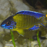 Aulonocara sp. Blue Neon, Malawi, pyszczaki - 1 Aulonocara sp. Blue Neon, Malawi, pyszczaki - 1