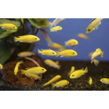 Labidochromis Caerules Yellow, pyszczaki, malawi - 1 Labidochromis Caerules Yellow, pyszczaki, malawi - 1