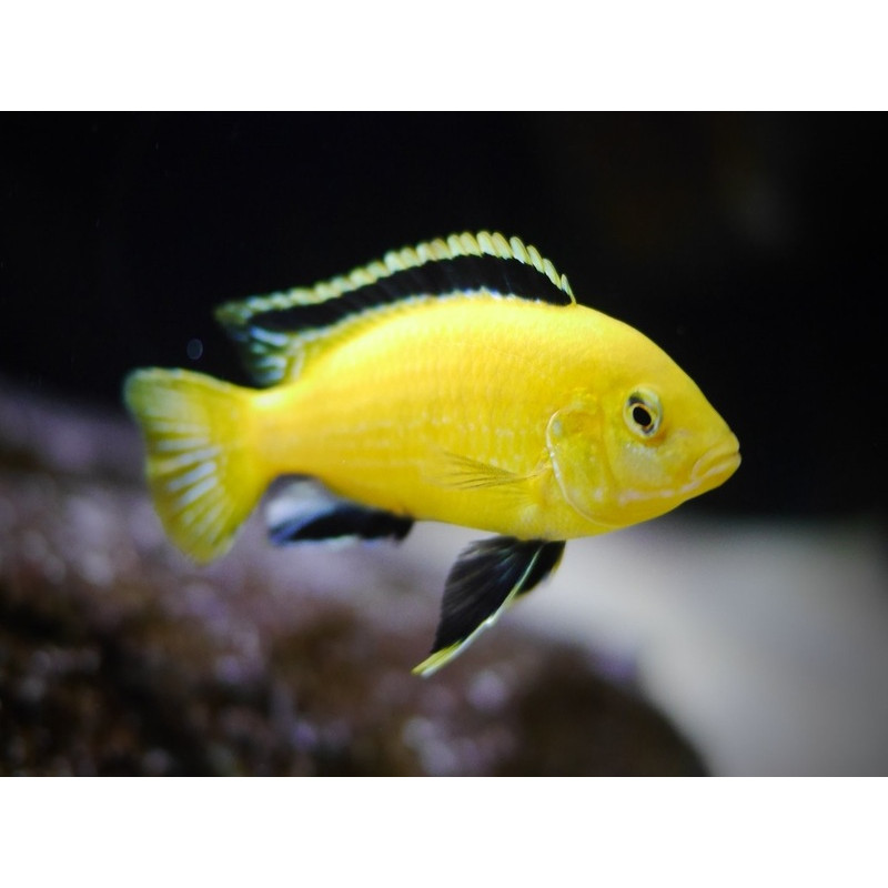 Labidochromis Caerules Yellow, pyszczaki, malawi - 2