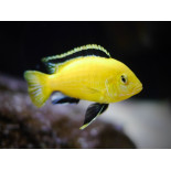 Labidochromis Caerules Yellow, pyszczaki, malawi - 2 Labidochromis Caerules Yellow, pyszczaki, malawi - 2