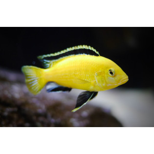 Labidochromis Caerules Yellow 6-7 cm, pyszczaki, malawi, - 1