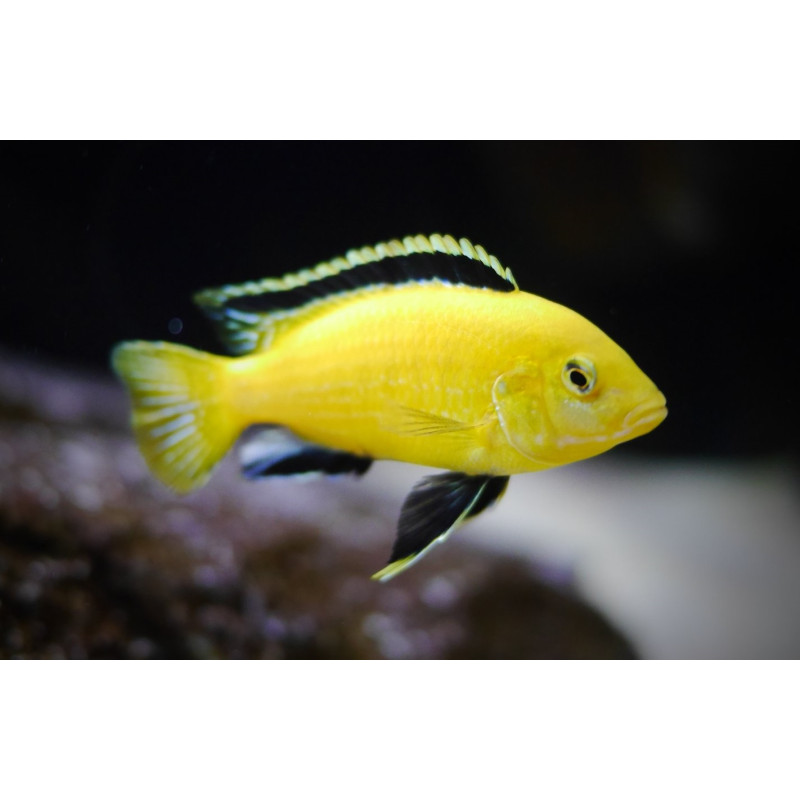 Labidochromis Caerules Yellow 6-7 cm, pyszczaki, malawi, - 1
