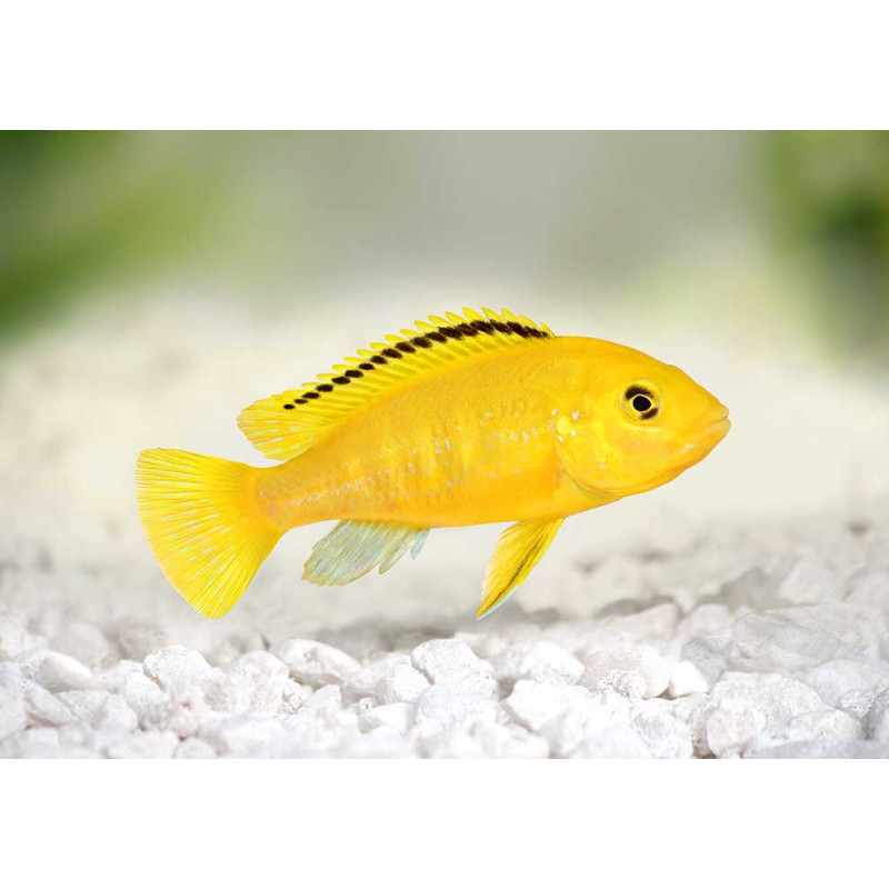 Labidochromis Caerules Yellow 6-7 cm, pyszczaki, malawi, - 2