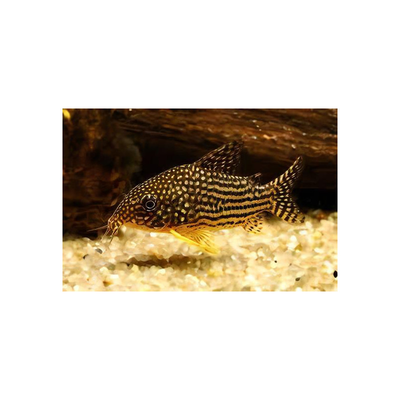Kirysek sterby - Corydoras sterbai - 1