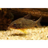 Kirysek sterby - Corydoras sterbai - 1 Kirysek sterby - Corydoras sterbai - 1