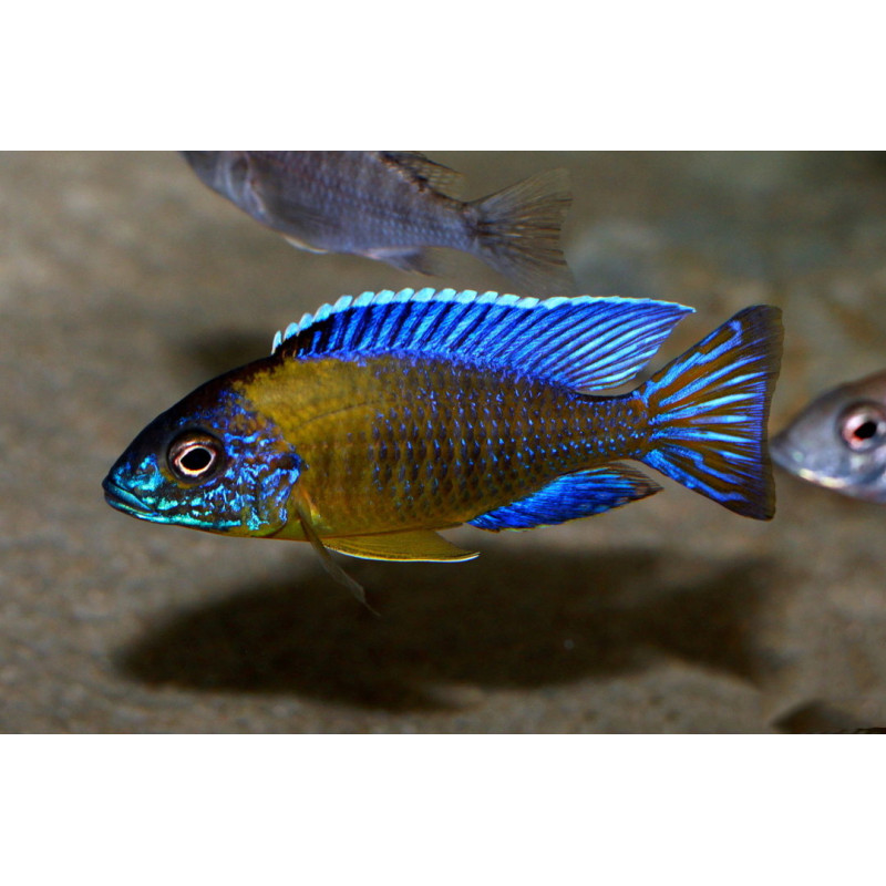 Aulonocara sp. Blue Neon, Malawi, pyszczaki - 1