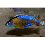 Aulonocara sp. Blue Neon, Malawi, pyszczaki - 1