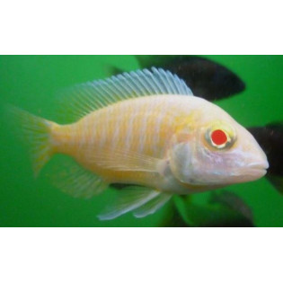 Alunocara Albino Dragonblood Peacock, Malawi - 1 Alunocara Albino Dragonblood Peacock, Malawi - 1