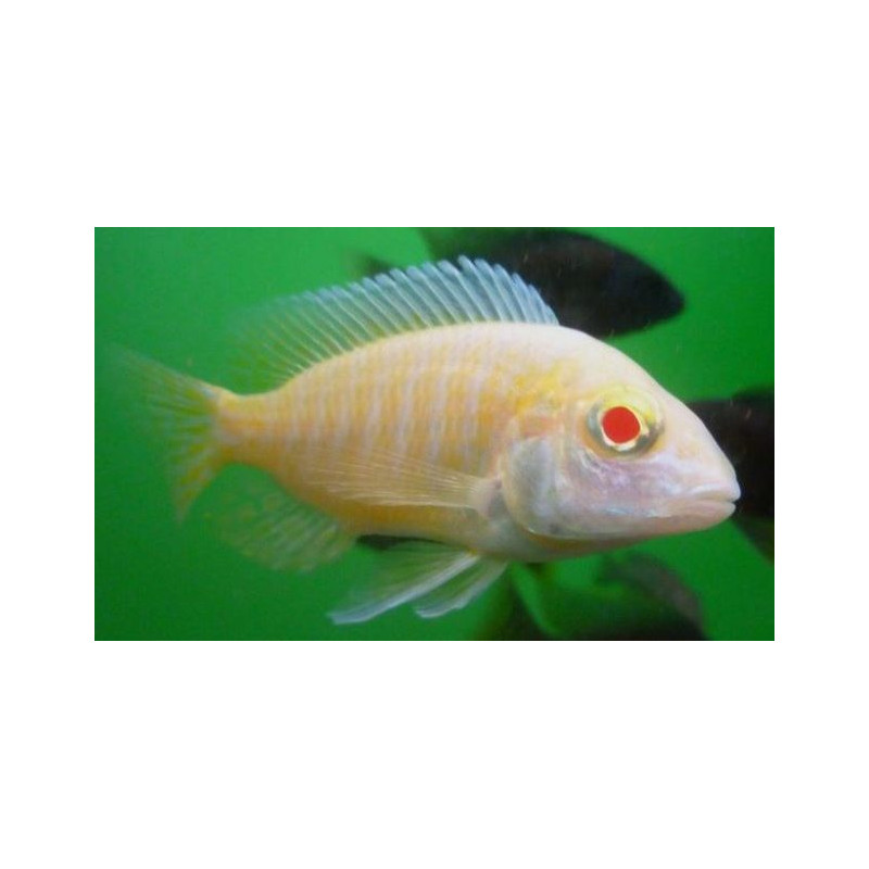 Alunocara Albino Dragonblood Peacock, Malawi - 1