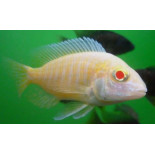 Alunocara Albino Dragonblood Peacock, Malawi - 1 Alunocara Albino Dragonblood Peacock, Malawi - 1
