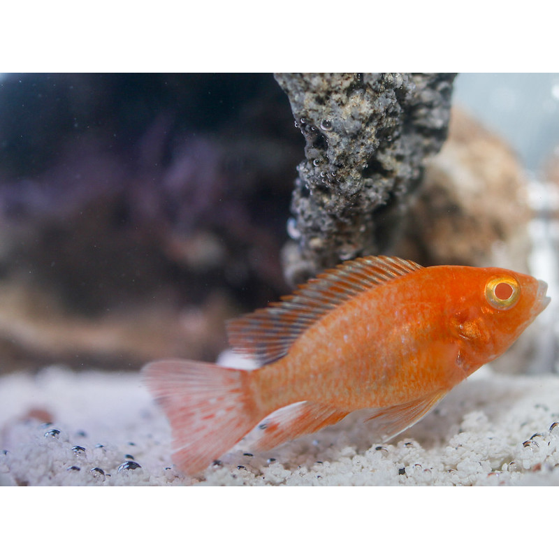 Alunocara Albino Dragonblood Peacock, Malawi - 2