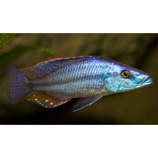 Dimidiochromis compressiceps, Malawi - 1