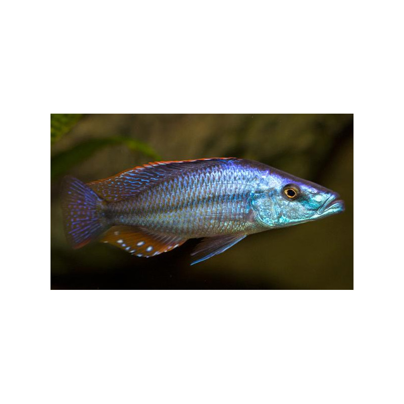 Dimidiochromis compressiceps, Malawi - 1