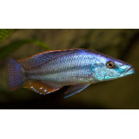 Dimidiochromis compressiceps, Malawi - 1