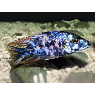 Dimidiochromis compressiceps (OB), Malawi, pyszczaki - 2 Dimidiochromis compressiceps (OB), Malawi, pyszczaki - 2