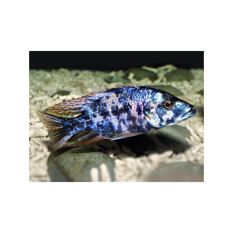 Dimidiochromis compressiceps (OB), Malawi, pyszczaki - 2