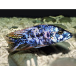 Dimidiochromis compressiceps (OB), Malawi, pyszczaki - 2