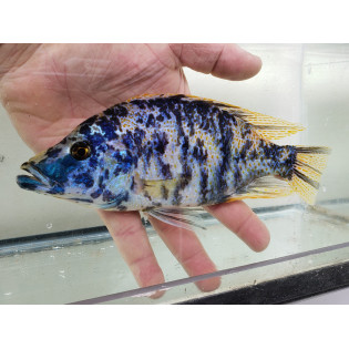 Dimidiochromis compressiceps (OB), Malawi, pyszczaki - 1