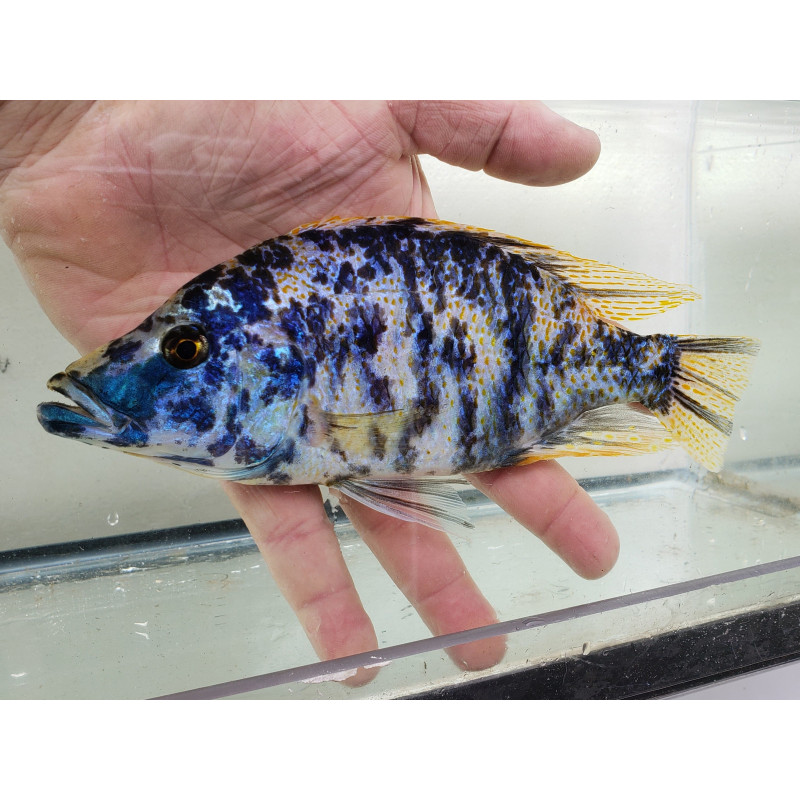 Dimidiochromis compressiceps (OB), Malawi, pyszczaki - 1