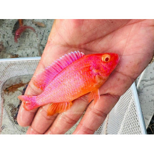 Alunocara Albino Dragonblood Peacock, Malawi - 2