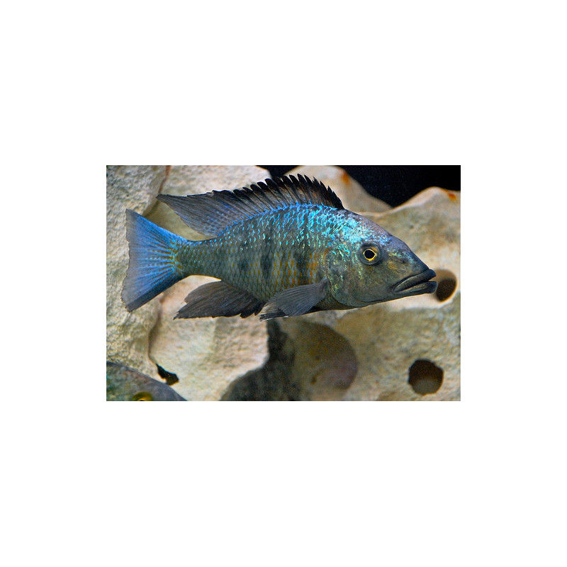 Fossorochromis rostratus, pyszczaki, Malawi, - 2