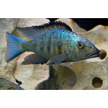 Fossorochromis rostratus, pyszczaki, Malawi, - 2