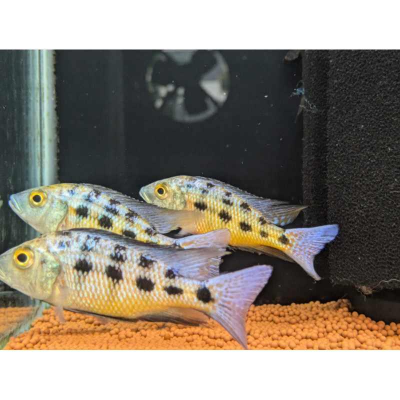 Fossorochromis rostratus, pyszczaki, Malawi, - 1