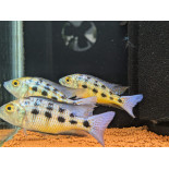 Fossorochromis rostratus, pyszczaki, Malawi, - 1