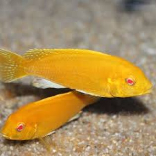 LABIDOCHROMIS CAERULEUS ALBINO, pyszczaki, Malawi - 1