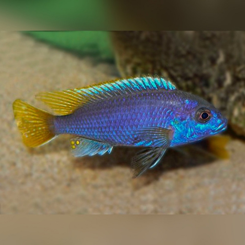 Pseudotropheus sp. acei luwala , pyszczaki, malawi - 3