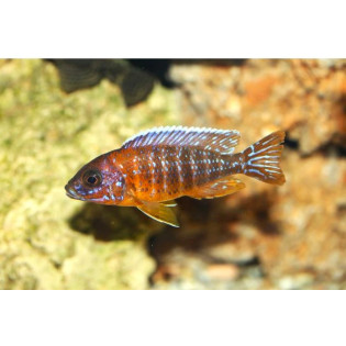 Aulonocara Jacobfreibergi Eureka, pyszczaki, malawi, - 1